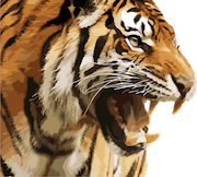 tiger-1880782_640